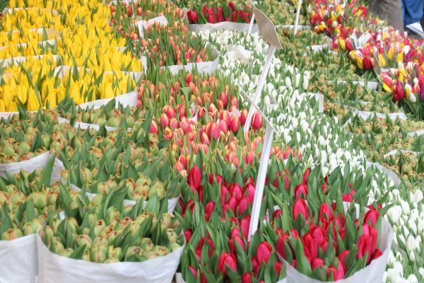 Bloemenmarkt Amsterdam